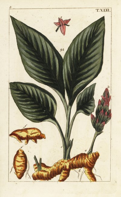 Curcuma, Curcuma longa - Unbekannter Künstler