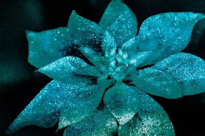 Poinsettia turquoise pour mon chéri, 2017 - Unbekannter Künstler