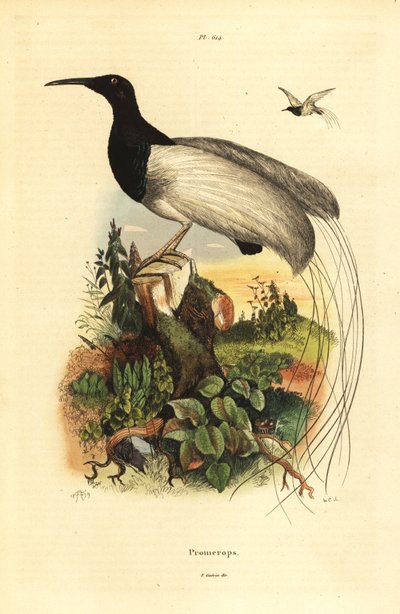 Paradisier à douze fils, Seleucidis melanoleucus - Unbekannt