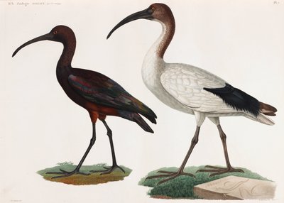 Deux illustrations en couleur d