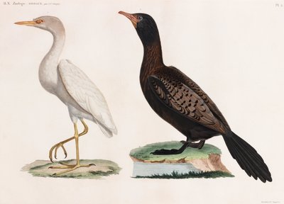 Deux illustrations en couleur d