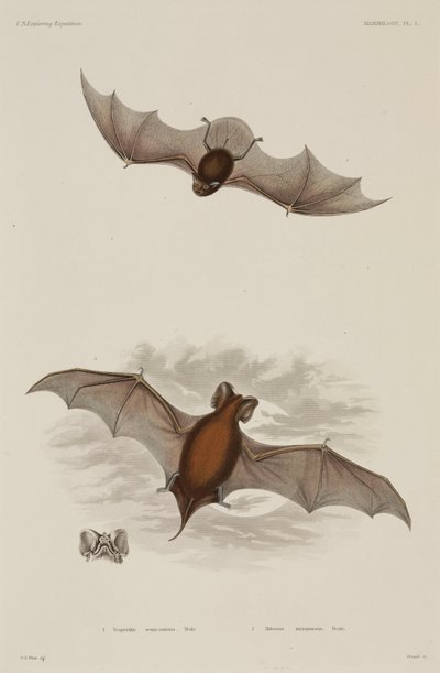 Deux types de chauve-souris - Unbekannter Künstler