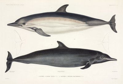 Deux types de dauphins - Unbekannter Künstler