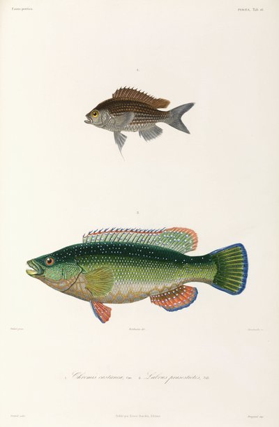 Deux types de poissons, Mer Noire - Unbekannter Künstler