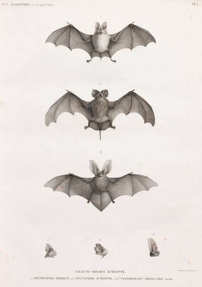 Types de chauves-souris en Égypte - Unbekannt