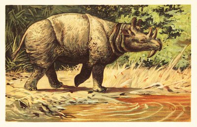 Uintatherium anceps, mammifère herbivore éteint de l