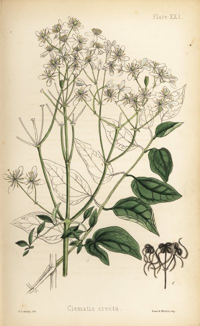 Clématite droite, Clematis recta (Clematis erecta). Lithographie en couleur par Henry Sowerby de Flora Homeopathica d