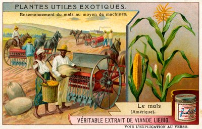 Plantes exotiques utiles : Maïs doux - Unbekannter Künstler