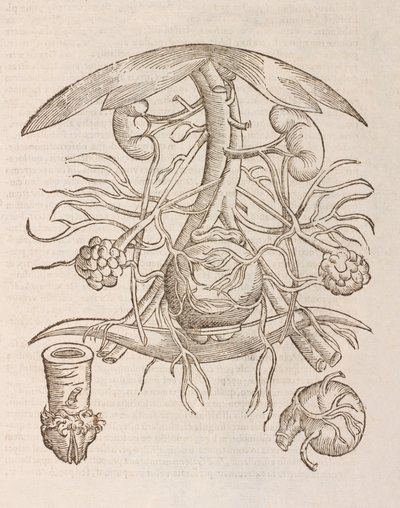 Utérus montrant l