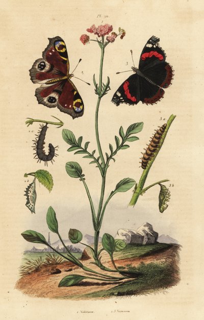 Valériane, Valeriana officinalis, paon du jour, Aglais io, vulcain, Vanessa atalanta - Unbekannt