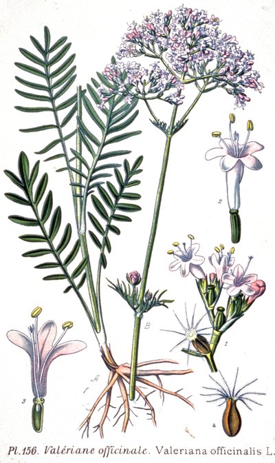 Valériane officinale, c.1880-1900 (gravure) - Unbekannter Künstler