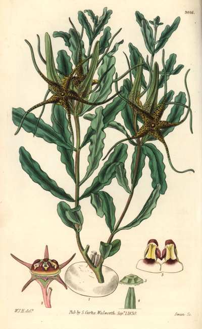 Variété par Brachystelma (Brachystelma crispum) - Illustration de William Jackson Hooper (1785-1865), gravure par Swan, pour le magazine botanique de William Curtis - Unbekannter Künstler