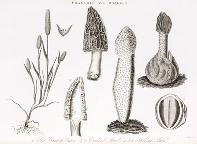 Variété de graminée phalaris aquatica et des champignons morille - Unbekannt