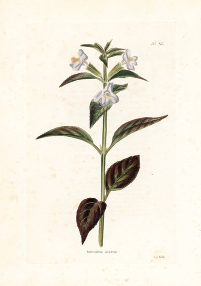 Variété de mimule - Unbekannter Künstler