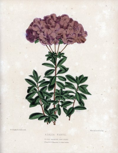 Variété d