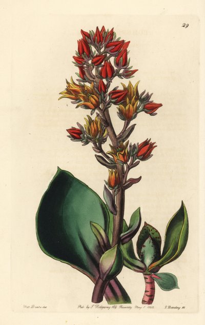 Variété d