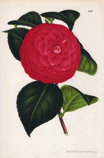 Variété de camélias hybrides, appelés Marchesa Davia (Camellia japonica, Thea japonica) avec des fleurs rouges veinées de cramoisi. Chromolithographie de P. de Pannemaeker, publiée vers 1880 à Gand (Belgique), dans L