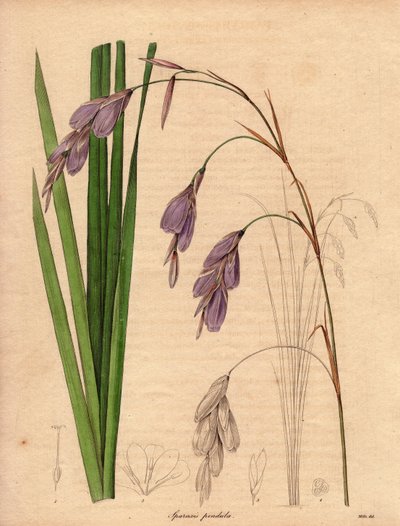 Variété d