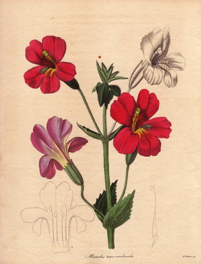 Variété de mimulus (Mimulus roseo cardinalis), illustration par Augusta Innes Withers, dans The Botanist, série par Benjamin Maund - Unbekannter Künstler