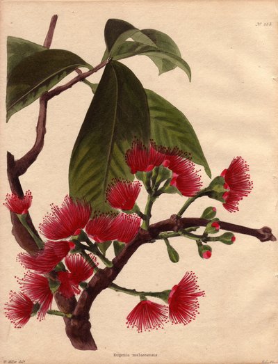 Variété de pomme d