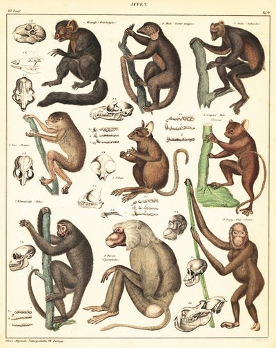 Variétés de singes - Unbekannter Künstler