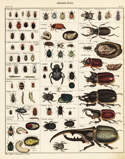 Variétés de coléoptères (lithographie) - Unbekannter Künstler
