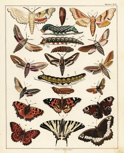 Variétés de papillons, mites, etc. - Unbekannter Künstler