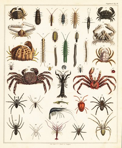 Variétés de crabes et d