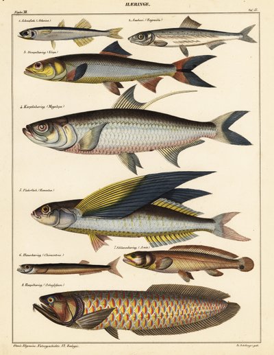 Variétés de poissons - Unbekannter Künstler