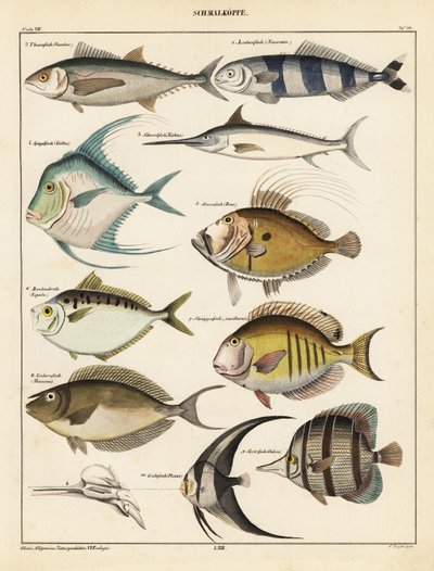 Variétés de poissons - Unbekannter Künstler