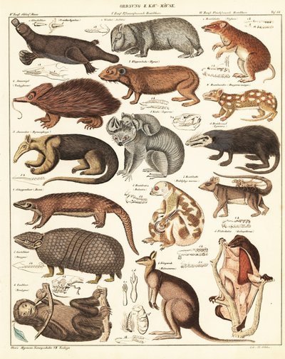 Variétés de marsupiaux (lithographie) - Unbekannter Künstler