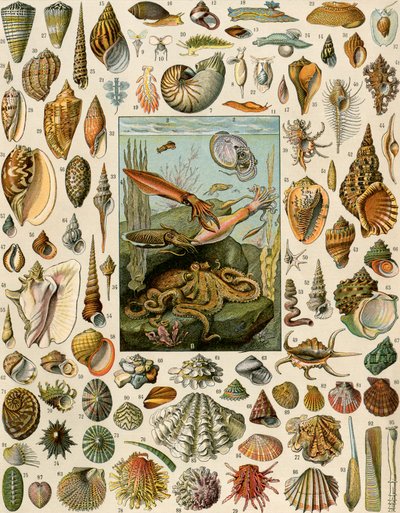 Variétés de mollusques, avec coquilles Saint-Jacques, palourdes, conques, escargots et calamars. Lithographie du 19ème siècle. - Unbekannter Künstler