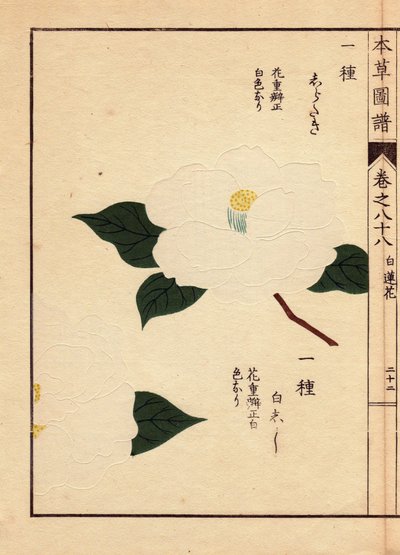 Variété de camélias du Japon (Thea japonica Nois): Shirataki et Shiroshishi, avec des fleurs blanches. Eau forte en couleurs, gravure sur bois par Kanen Iwasaki (1786-1842) botaniste, entomologiste et zoologiste japonais, publiée dans Honzo Zufu, en 1884,  - Unbekannter Künstler