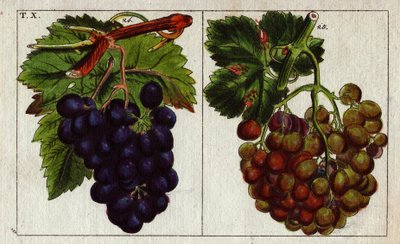 Variété de raisins : blancs et noirs - Unbekannter Künstler