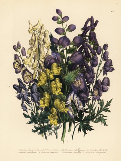 Aconit à feuilles variées, Aconitum heterophyllum, aconit jaune, A. anthora, aconit jaune pâle, A. ochroleucumum, aconit pourpre des Carpates, aconit paniculé, A. paniculatum, A. versicolor, aconit commun, A. napellus, et A. variegatum - Unbekannter Künstler