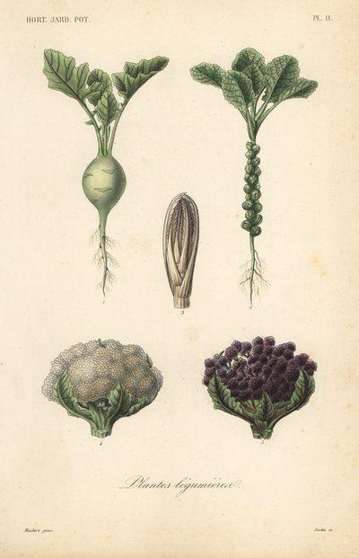 Plantes légumières - Unbekannt