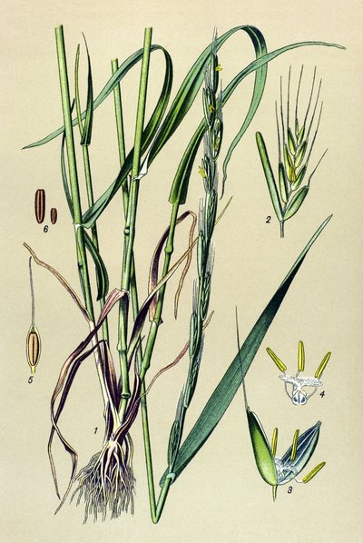 Plante vénéneuse (toxique) : ivraie enivrante (Lolium temulentum) - Unbekannter Künstler
