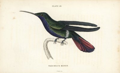 Mango de Veragua, Anthracothorax veraguensis (Colibri mango, Trochilus mango). Gravure sur acier colorée par William Lizars de la Naturalist