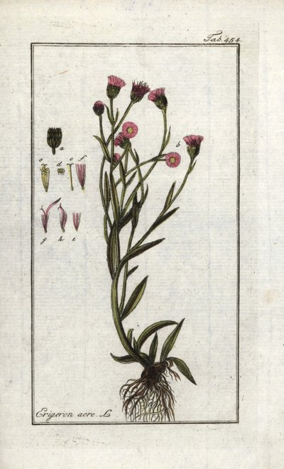 Vergerette âcre (Erigeron acris) - Unbekannter Künstler