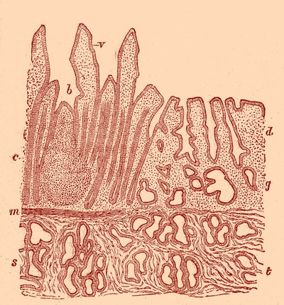 Section verticale de la membrane muqueuse - Unbekannter Künstler