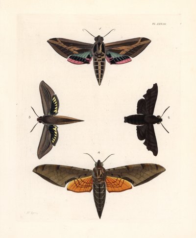 Sphinx de la vigne, Eummorpha vitis 1, sphinx lugubre, Enyo lugubris 2, sphinx tersa, Xylophanes tersa 3, et sphinx strié, Proambulyx strigilis 4. Lithographie coloriée à la main de la nouvelle édition de John O. Westwood des Illustrations of Exotic Entomo - Unbekannter Künstler