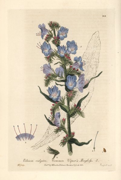 Vipérine commune - Vipérine, Echium vulgare - Gravure sur cuivre coloriée à la main par J. Whessell d