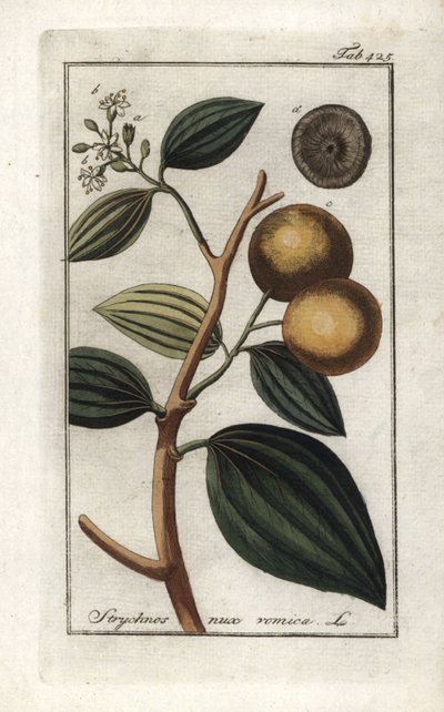 Vomiquier (Strychnis nux-vomica) - Unbekannter Künstler