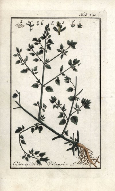 Vulvaire (Chenopodium vulvaria). Lithographie de « Afbeelding der Artseny-Gewassen » par Johannes Zorn (1739-1799), Pays-Bas - Unbekannter Künstler
