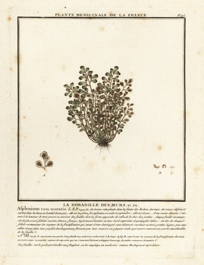 Rue des murailles, Asplenium ruta-muraria - Unbekannter Künstler