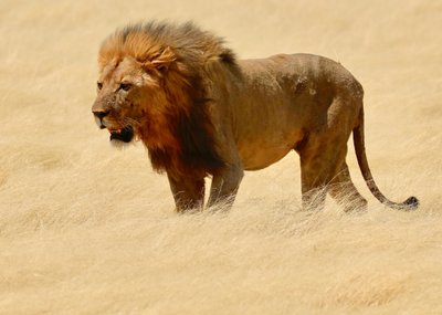 Guerrier, Etosha, 2018 - Unbekannter Künstler