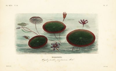 Hydropeltis, Brasenia schreberi - Unbekannt