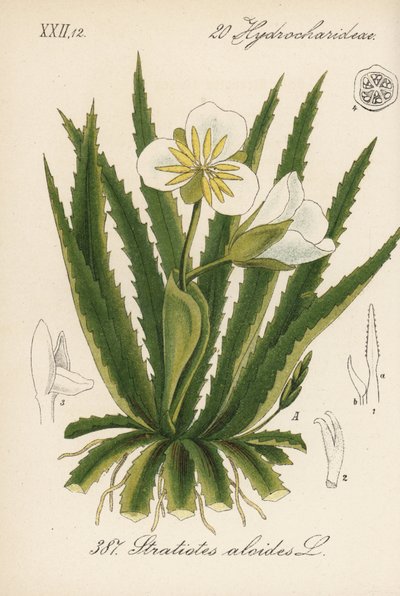 Aloès d
