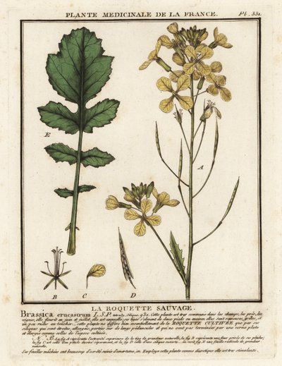 Roquette cresson, Erucastrum nasturtiifolium - Unbekannter Künstler