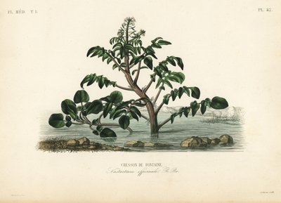 Cresson de fontaine, Nasturtium officinale - Unbekannt